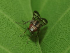 Drosophila spaniothrix Makaleha 1882