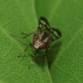 Drosophila spaniothrix Makaleha 1882