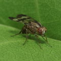 Drosophila spaniothrix Makaleha 1883
