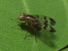 Drosophila spaniothrix Makaleha 1889