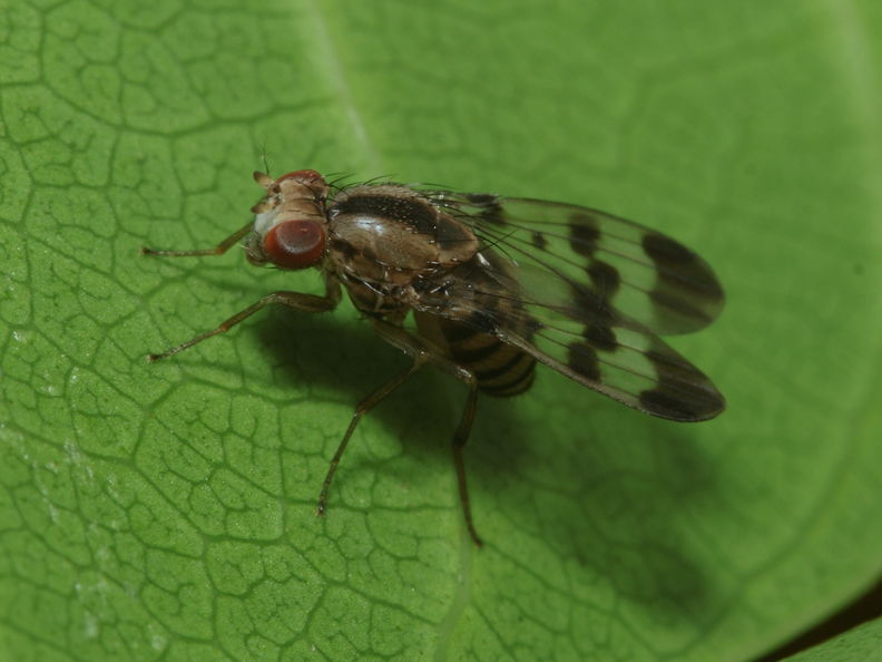Drosophila spaniothrix Makaleha 1889.jpg
