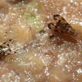 Drosophila spp Kaala 7965