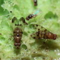 Drosophila spp Kaluaa 4208