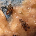 Drosophila spp Manuwai 5143