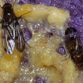 Drosophila spp Stainback 0429