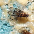Drosophila sproati Kilohana 3054