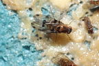 Drosophila sproati Kilohana 3054
