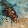 Drosophila sproati Kilohana 3128