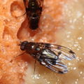 Drosophila sproati Kilohana 5324
