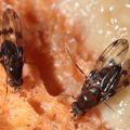 Drosophila sproati Kilohana 5328