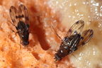 Drosophila sproati Kilohana 5328