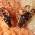 Drosophila sproati Kilohana 5329