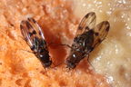 Drosophila sproati Kilohana 5329