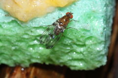 Drosophila sproati Stainback 0382