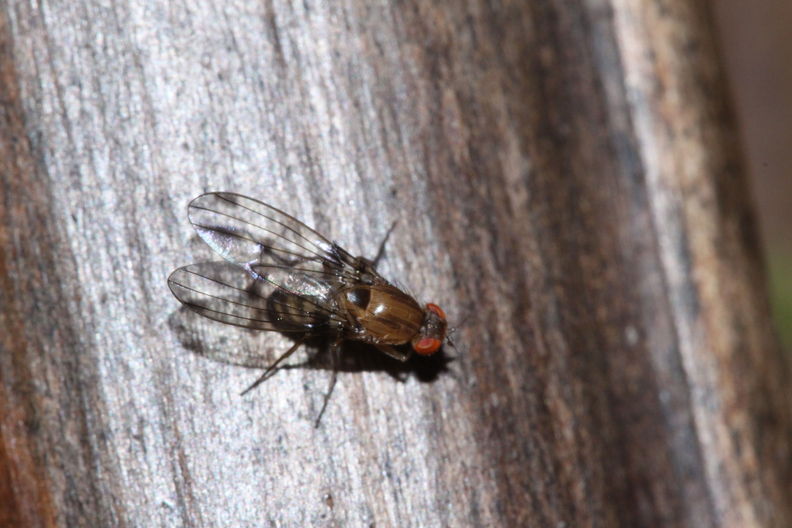 Drosophila sproati Stainback 0385.jpg