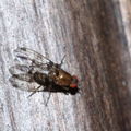 Drosophila sproati Stainback 0385