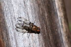 Drosophila sproati Stainback 0385
