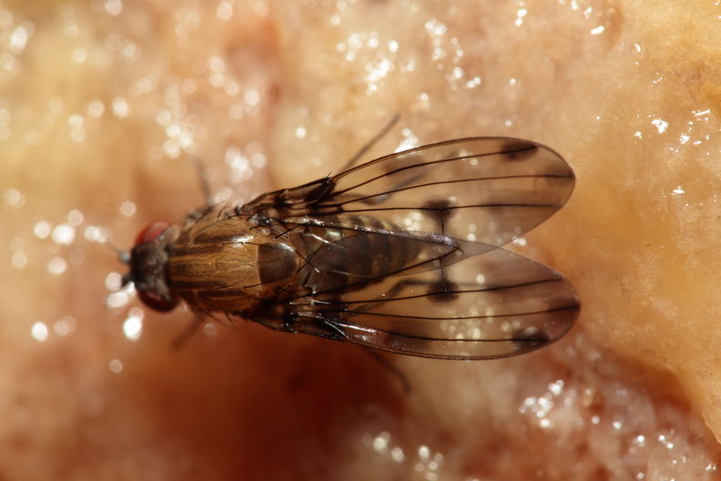 Drosophila sproati Stainback 3261.jpg
