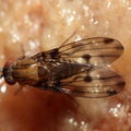 Drosophila sproati Stainback 3261