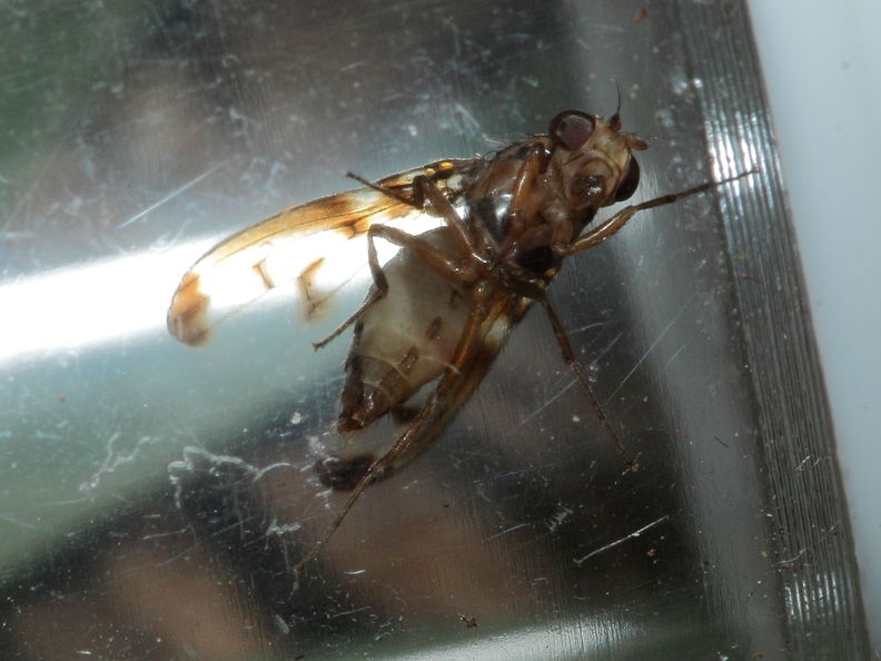 Drosophila substenoptera Kaala 7996.jpg