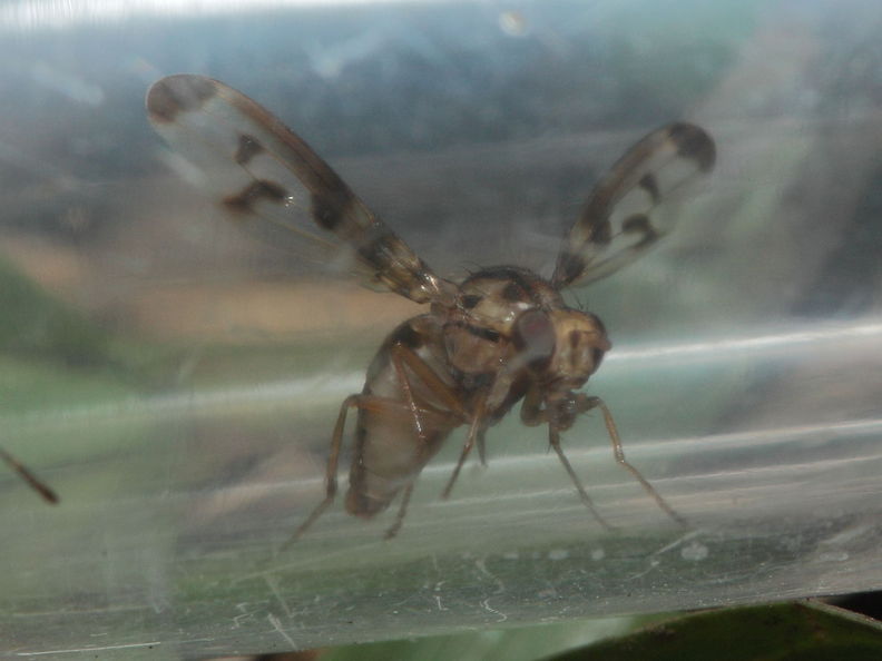 Drosophila substenoptera Kaala 7998.jpg