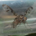 Drosophila substenoptera Kaala 7998