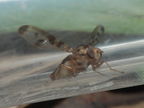 Drosophila substenoptera Kaala 7999