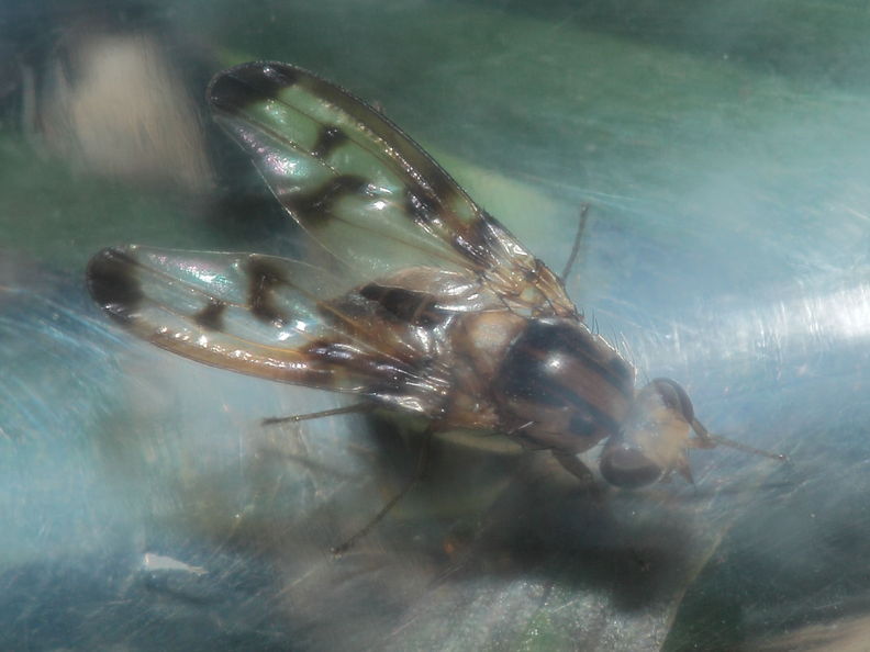 Drosophila substenoptera Kaala 8006.jpg