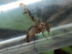 Drosophila substenoptera Kaala 8008