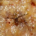 Drosophila substenoptera Palikea 1681.jpg