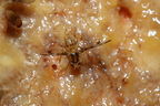 Drosophila substenoptera Palikea 1681