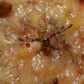 Drosophila substenoptera Palikea 1682.jpg