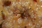 Drosophila substenoptera Palikea 1682