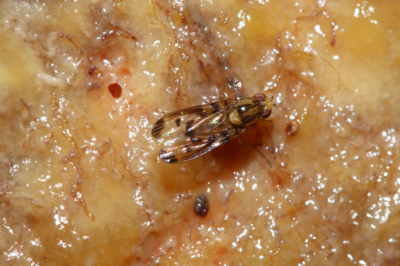 Drosophila substenoptera Palikea 1685.jpg