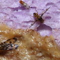 Drosophila substenoptera Palikea 1775