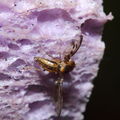 Drosophila substenoptera Palikea 2064