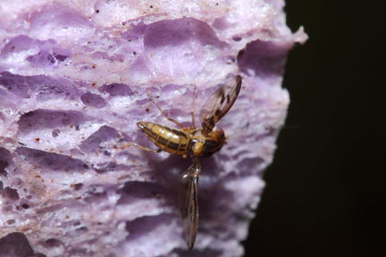 Drosophila substenoptera Palikea 2064