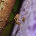 Drosophila substenoptera Palikea 2075.jpg