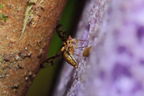 Drosophila substenoptera Palikea 2075