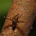 Drosophila substenoptera Palikea 2081.jpg