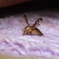 Drosophila substenoptera Palikea 2087
