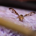 Drosophila substenoptera Palikea 2091.jpg