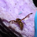 Drosophila substenoptera Palikea 2093
