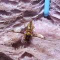 Drosophila substenoptera Palikea 2095