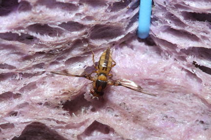 Drosophila substenoptera Palikea 2095