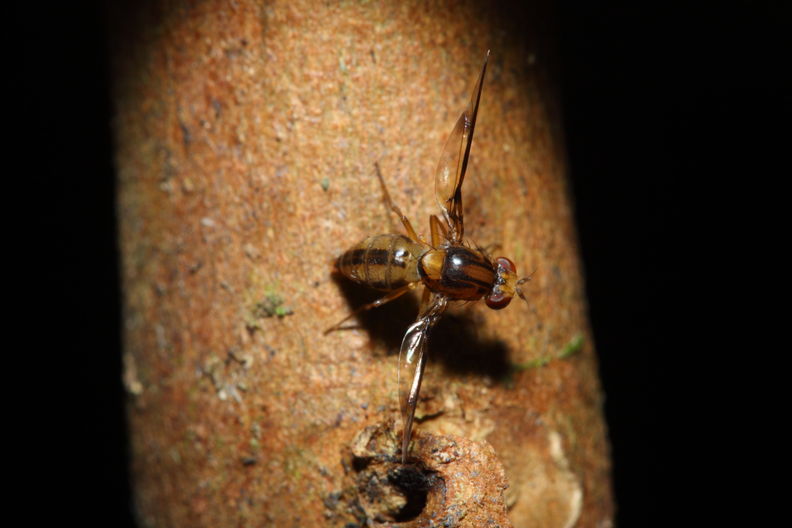 Drosophila substenoptera Palikea 2101.jpg