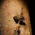 Drosophila substenoptera Palikea 2101