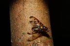 Drosophila substenoptera Palikea 2102