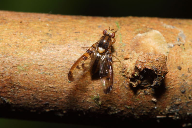 Drosophila substenoptera Palikea 2104.jpg