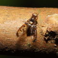 Drosophila substenoptera Palikea 2104
